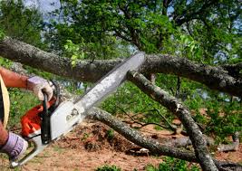 Professional Tree Services in Chesapeake, OH